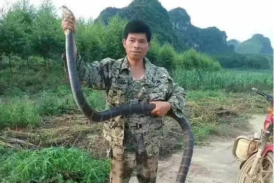 眼镜王蛇 国内最具“牌面”的蛇,眼镜王蛇和眼镜蛇有啥区别?堪称世界之最