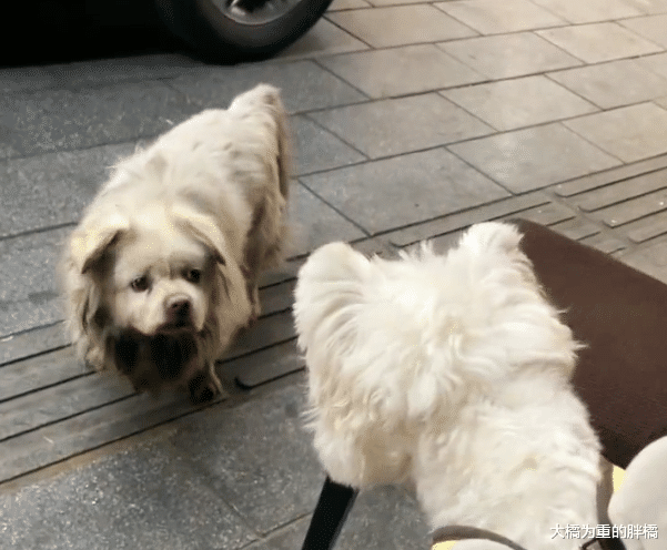 女子买根火腿肠喂流浪狗,却引太婆不满:花钱喂狗,闲心多没事做