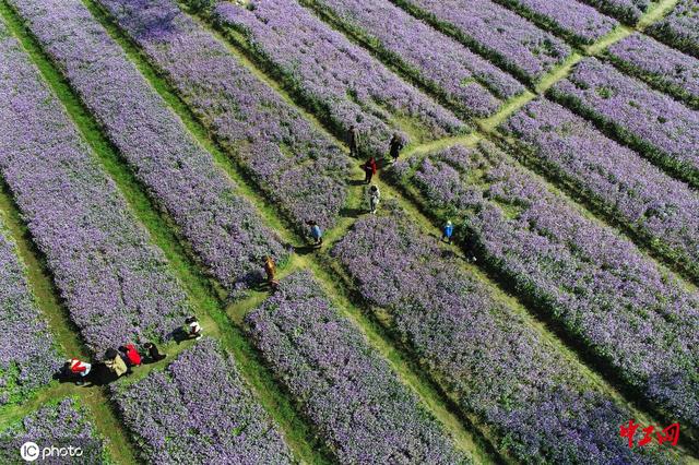 中工网 连云港:春天邂逅二月兰 花海进入盛花期