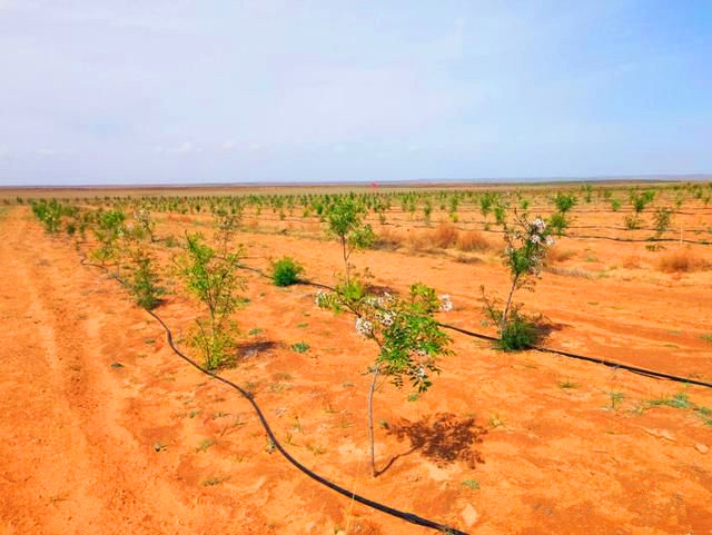 阿尔茨海默病 文冠果被全球学界封为“生命之果”