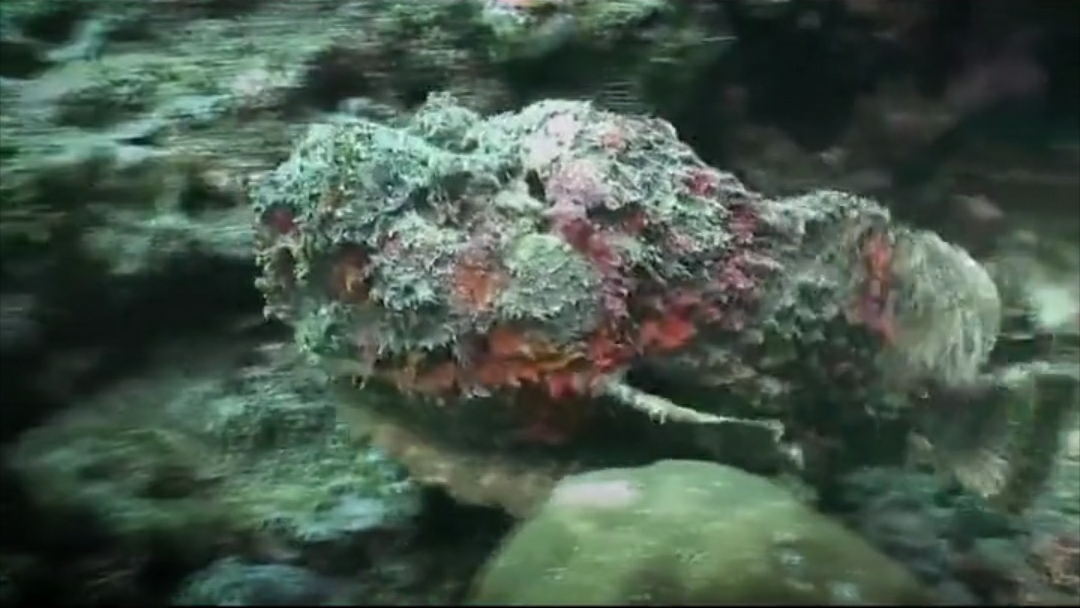 盗窃案 隐藏在深海中最凶残、狠毒的六种海洋生物！