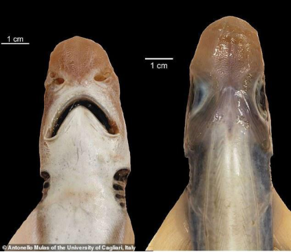 鲨鱼 意大利海域出现“僵尸鲨鱼”，既没皮肤也没牙齿，长相很怪异
