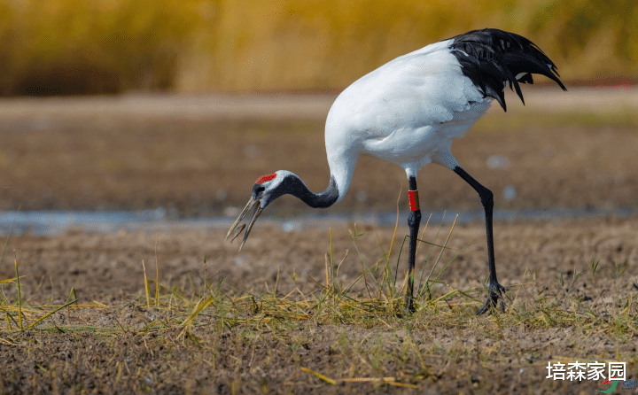  保护生物多样性，守护生态之美~