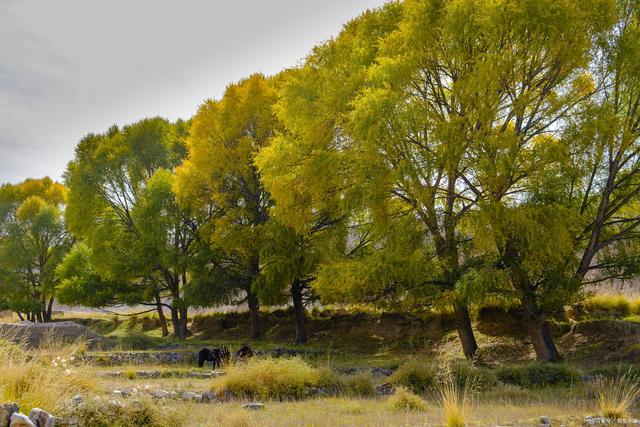 苗材好 为什么自家种的树还砍不得了?