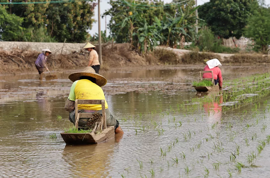 寻找侨乡的味道 能坐着插秧的“小船”，你见过吗？