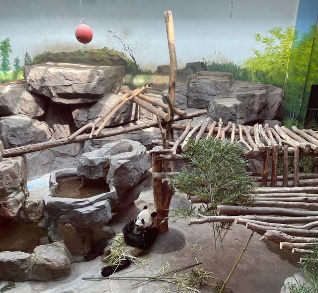 大成讲娱乐 动物园做得好的寥寥无几，红山的好不是吹出来的，是做出来的