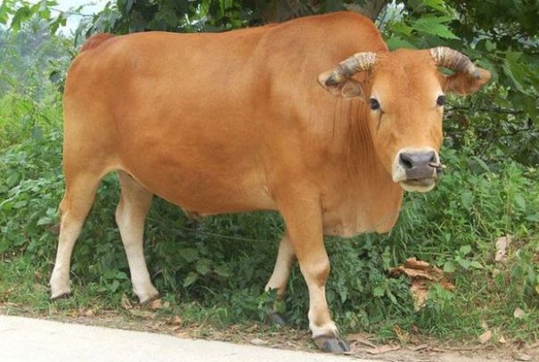 文文趣说|属牛人,七月要留意这4个风水禁忌,助运牛年顺风顺水