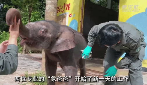 网约车 这只亚洲象幼崽喝奶撒娇求抱抱，什么来头？