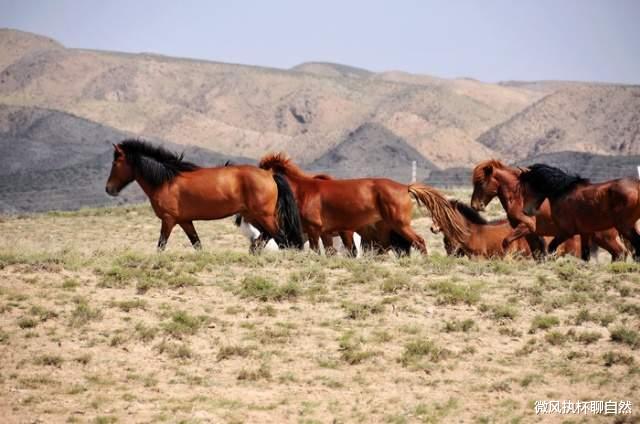 微风执杯聊自然|大草原上的马群失和，红马王带队出走被狼群重伤，黑马王雪夜驰援