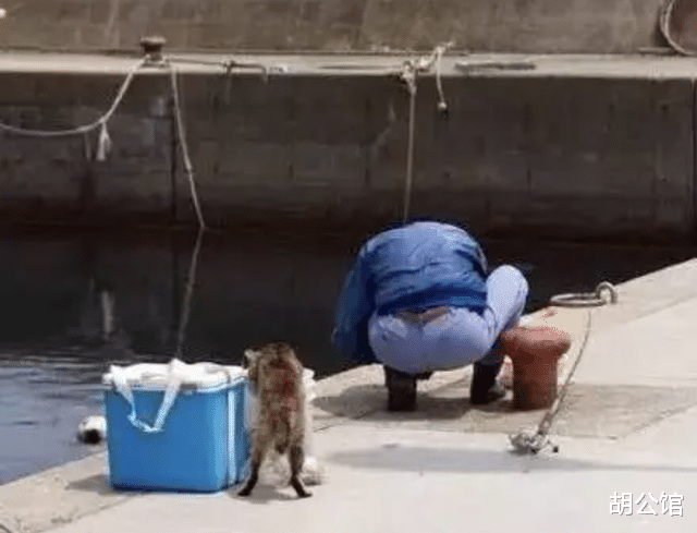 安徽|当钓鱼时遇到猫,还是尽早放弃抵抗,安心做个工具人吧