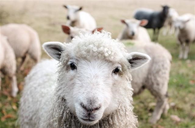 疯牛病 食人部落与笑死病：为何哺乳动物不能同类相食？让朊病毒告诉你