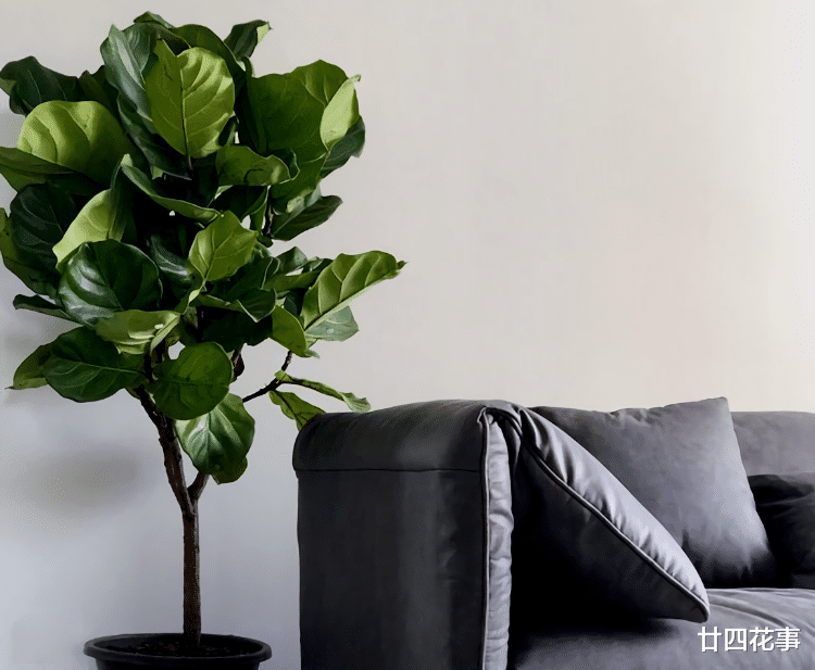 扔掉绿萝发财树吧，这7种植物漂亮显高级，养在客厅，大气有格调