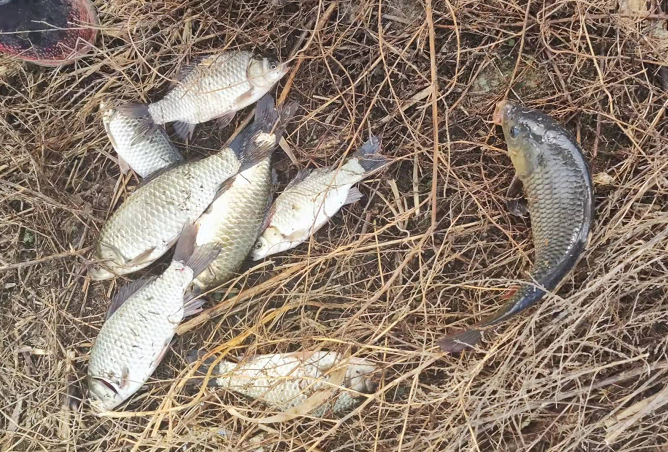 |玩传统钓的季节，自己做线组即可，不要追求朝天钩，5号伊豆即可