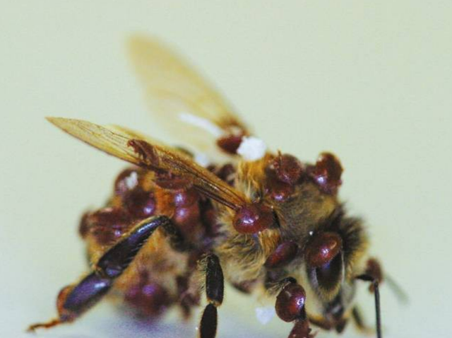 太空 一组图盘点：8个有趣的动物之“最”，你知道几个？看完长见识了