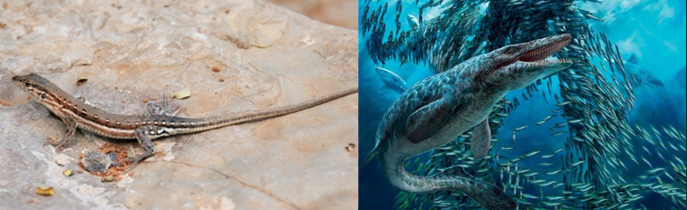 象牙 人类好心办坏事：“抓大放小”，可能让大鱼被迫进化成小体型