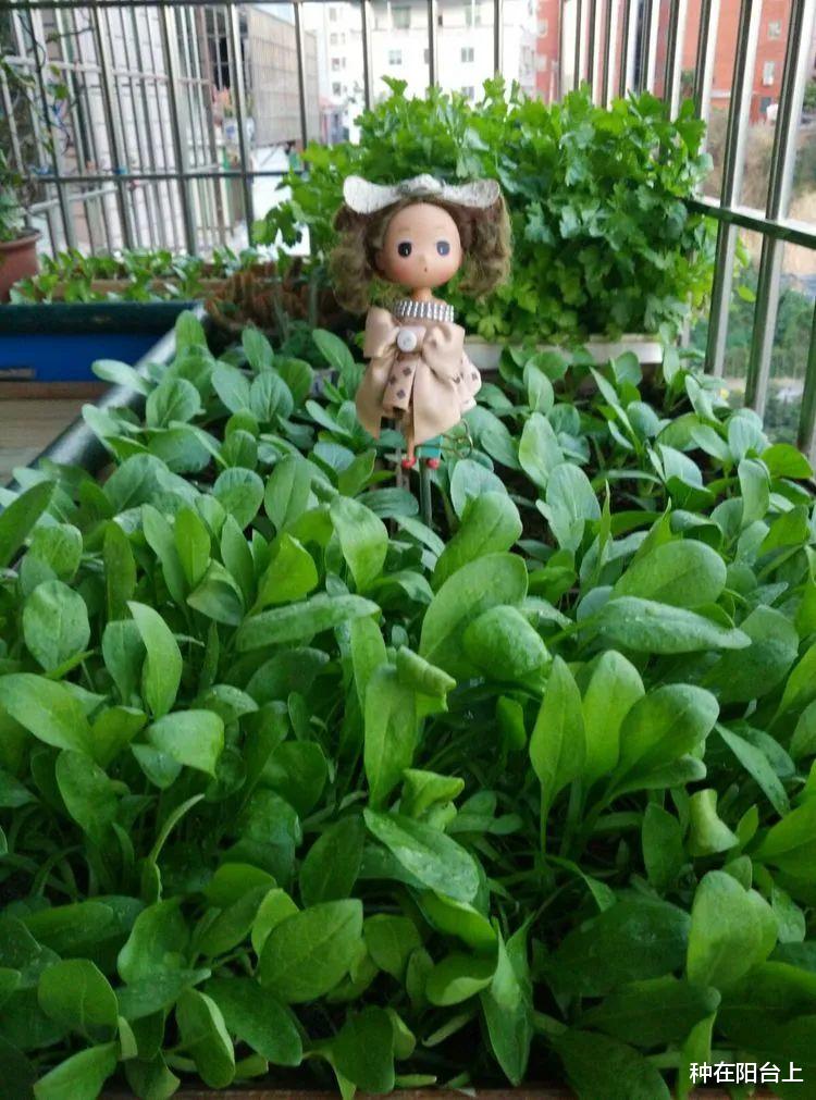 雄蕊 有些植物好妖孽，雌雄同株、雌雄异株不稀奇，有的竟可变“性”！