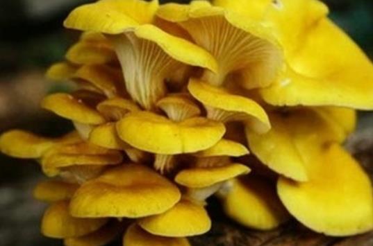 爱吃醋的小蓝孩儿 孕妇可以吃玉皇菇吗?玉皇菇不宜和什么一起吃?