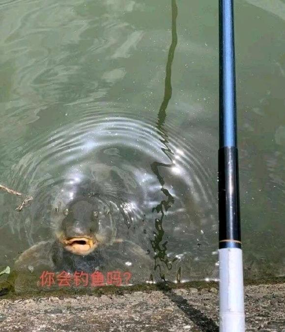 饵料|盘点几个被鱼鄙视的瞬间，鱼：小老弟，你会钓鱼吗？