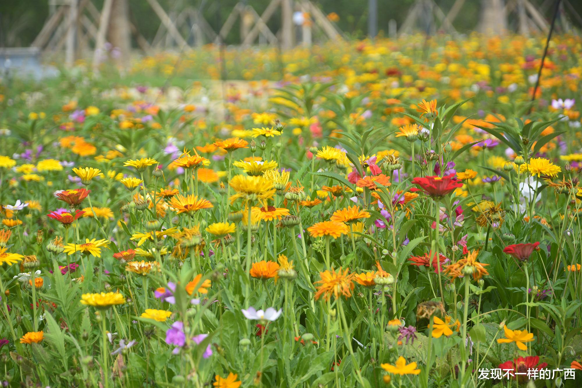 发现不一样的广西 在北海，第一次看到这么美的一个公园！