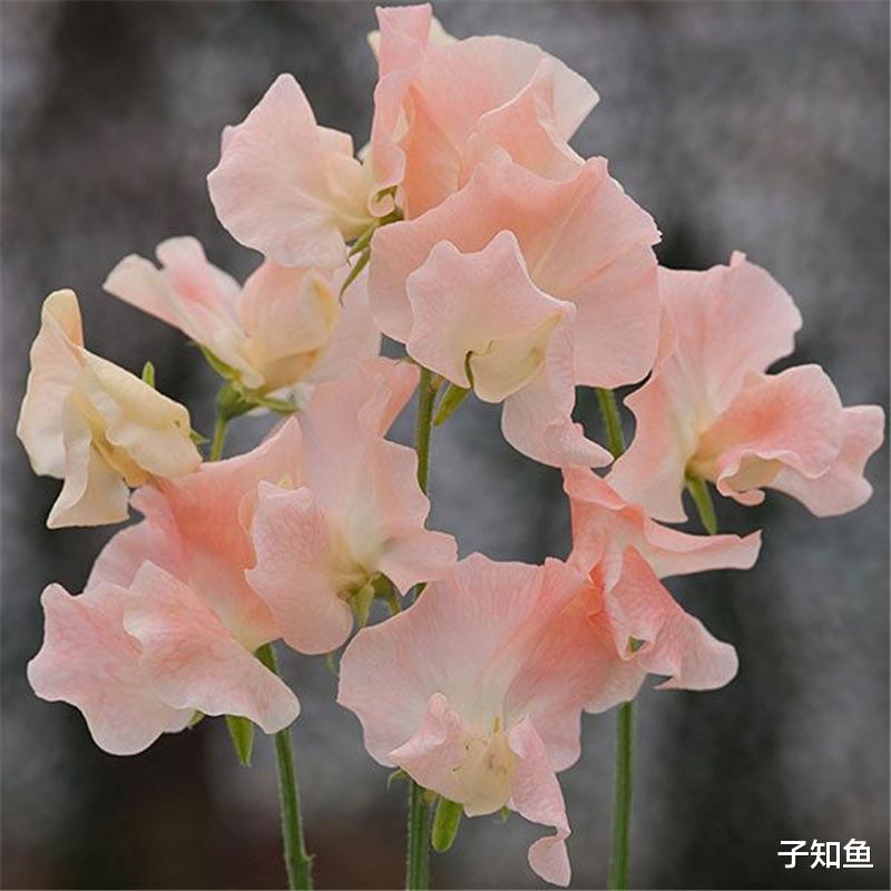 子知鱼|星座达人：怎么跟十二星座更好地相处，请细品一下“刺猬效应”