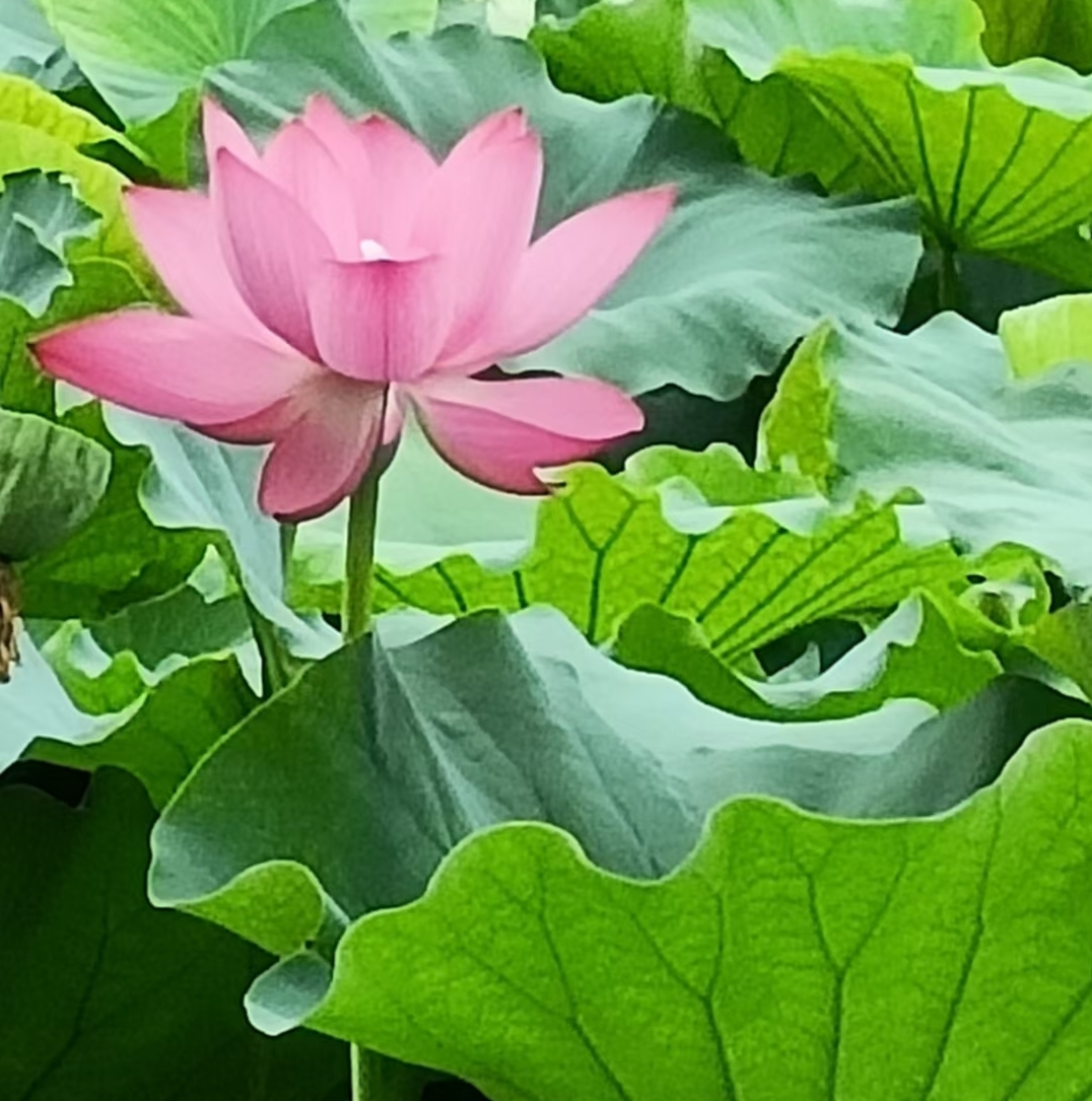 购房置业|看房一星期后，我毫不犹豫交了定金，最后成交源于什么