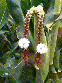 咸蛋的小姐 出差20天回来了还有痕迹,老公说是被撞的,哈哈哈我会信吗?