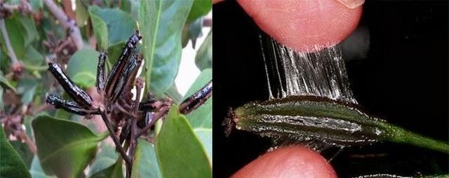 昆虫 被进化带偏的物种有多可怕？捕鸟树“杀鸟为乐”，忘记传播种子