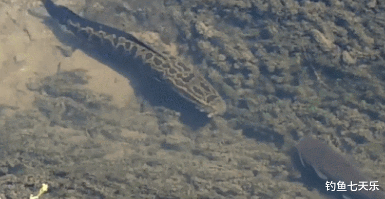 浙江省|浙江男子野外钓鱼时被不明大鱼咬伤“虎口”，网友：黑鱼干的！