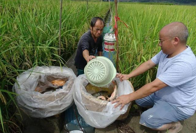 若珍|“稻田养鱼”为何如今不流行了?老农叹气,道出3个“无奈”原因
