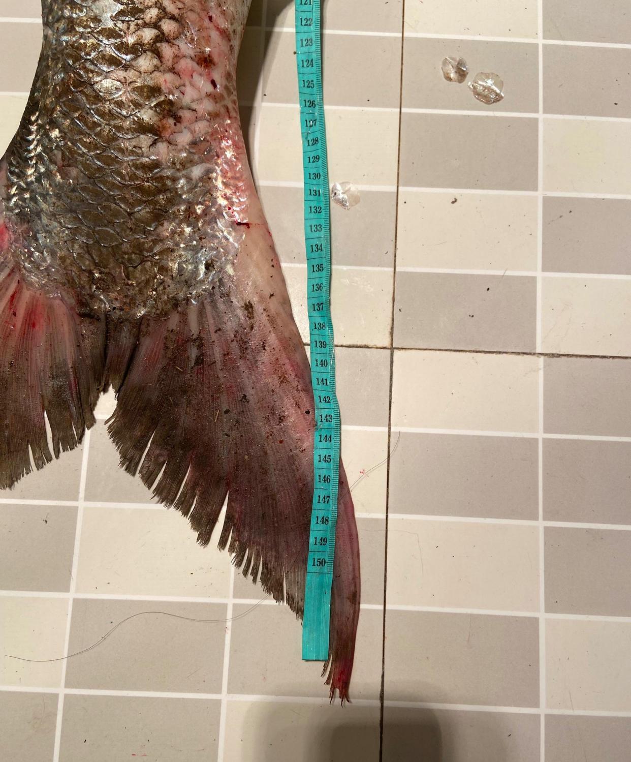 老虎|实现梦想！长沙钓友钓起74.6斤水老虎，网友：珍稀物种，不放生？