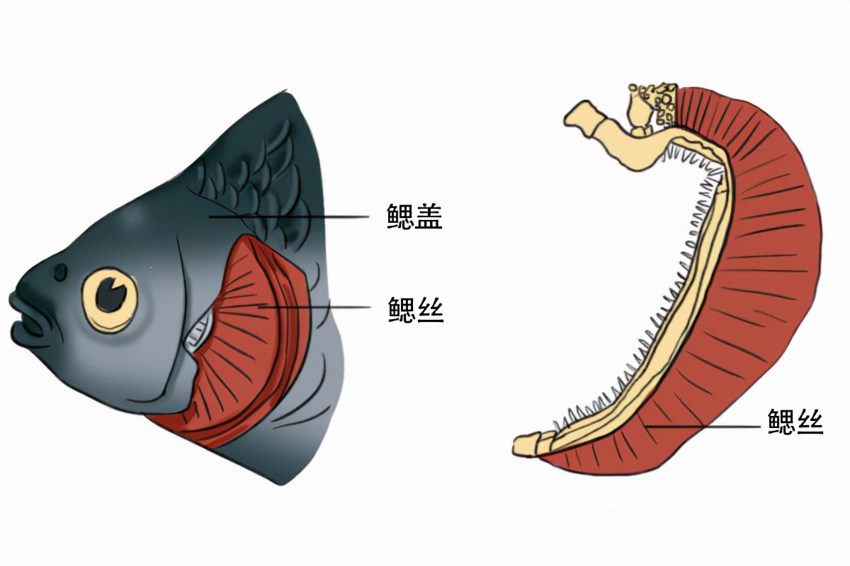 擁有兩種呼吸器官的魚——肺魚,離開水仍能存活一年多