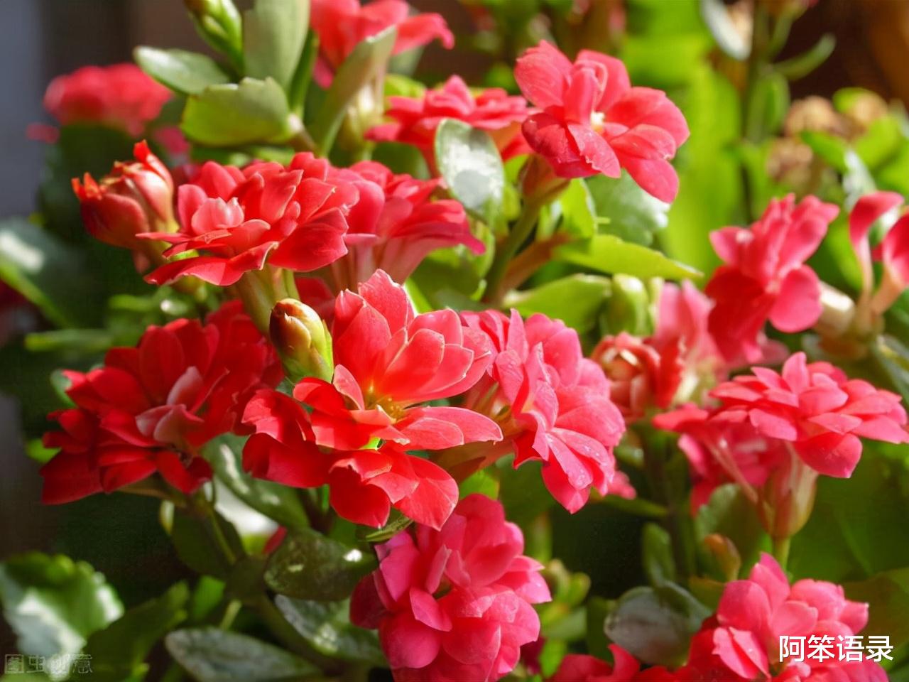 |客厅最旺宅的三种花，好看好养易打理，真的是省心又省力！