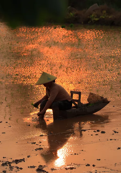 寻找侨乡的味道 能坐着插秧的“小船”，你见过吗？