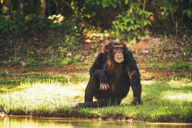 动物志|天生残疾的黑猩猩,被同伴照顾得很好,短暂的一生死而无憾
