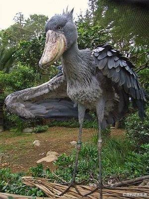 鲸头鹳 鲸头鹤，世界上最大的鸟类。