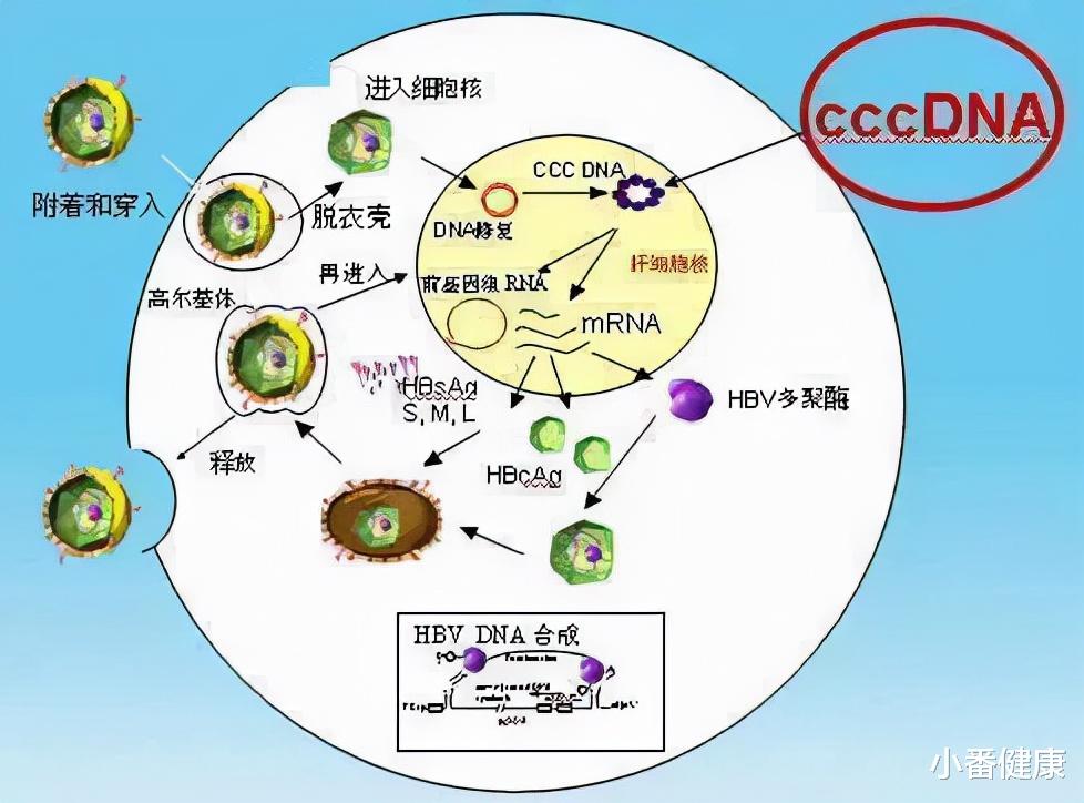 小番健康 乙肝药物研发，先认识复制的特点，了解这个领域的药研发展