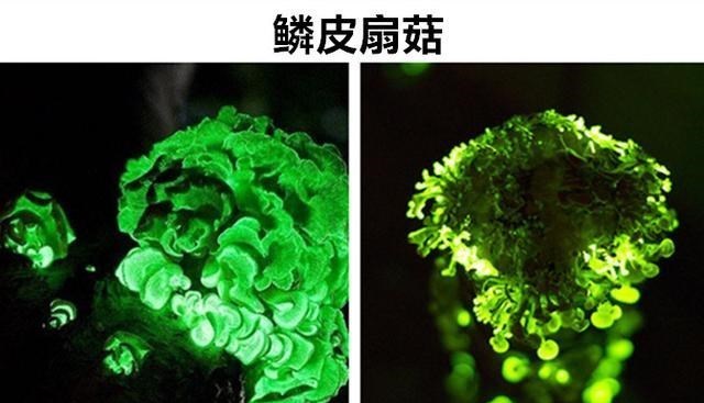 水母 看起来非常的假，但却真实存在的6个拥有怪异外表的生物