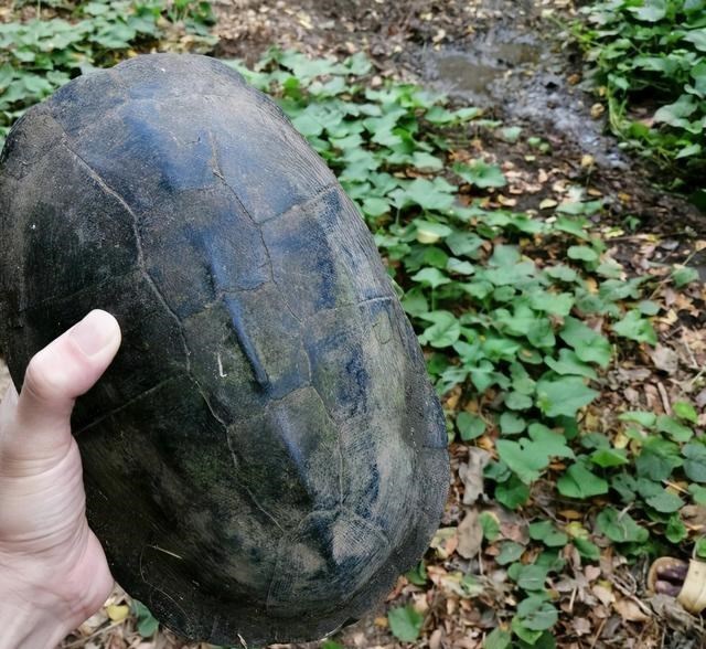 |广西老乡捡到“山乌龟”，背甲似墨，这是价值数千元的石墨龟？