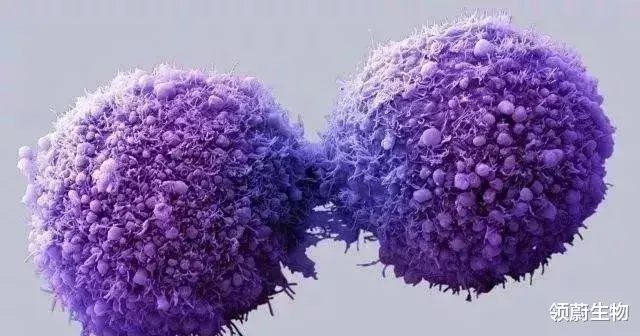 免疫细胞|为什么免疫细胞被称为是人体“最好的医生”？它强你就强!