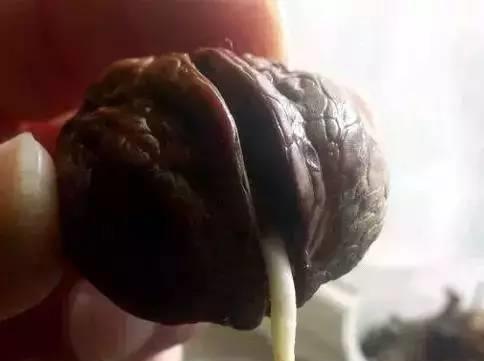 文玩核桃|文玩核桃的十大“诛心”时刻，一般人都承受不了！