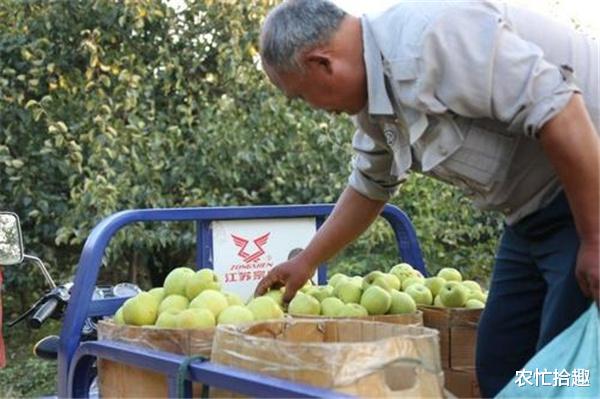 农忙拾趣 向苹果看齐？去年商贩大量囤货，价格猛炒还惜售，如今卖不动了