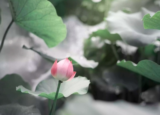 星临天下|8月中旬，鸿运当头，4属相财运亨通，添丁添喜添福