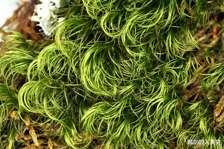 【地球生物全系列——植物篇】藓纲—曲尾藓亚纲