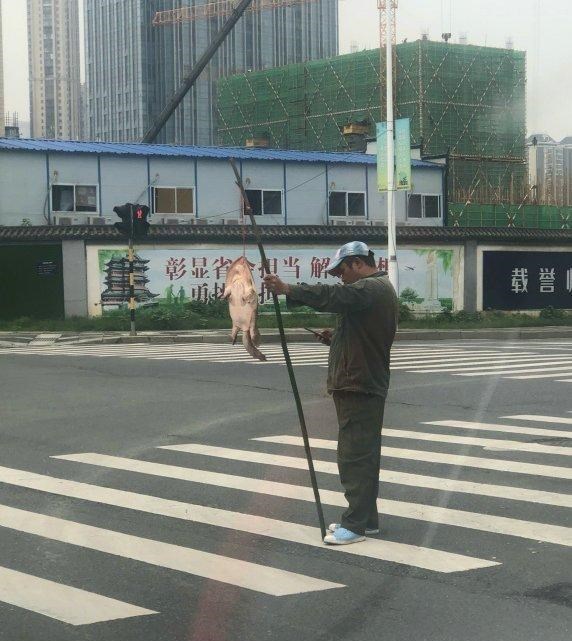 水库|广东钓鱼人,水库夜钓遭遇30斤罕见“巨鳖”,将近水盆大