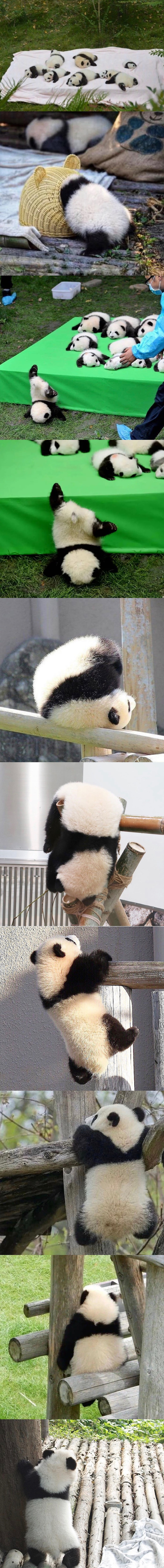 桉月|表情包:今日份治愈表情包