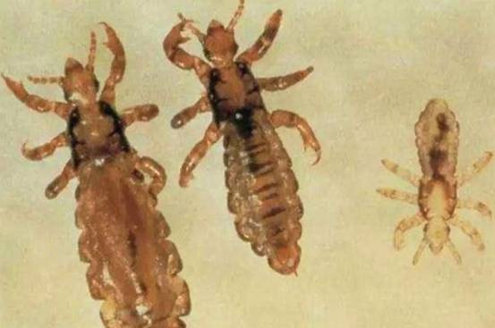存在了上亿年，曾见证过古人类杂交史的虱子，为何突然就不见了？