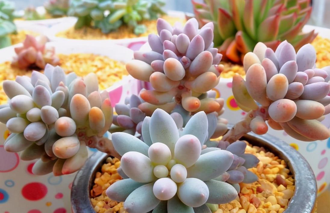 植萌|被这颗彩色的果冻婴儿手指迷住了