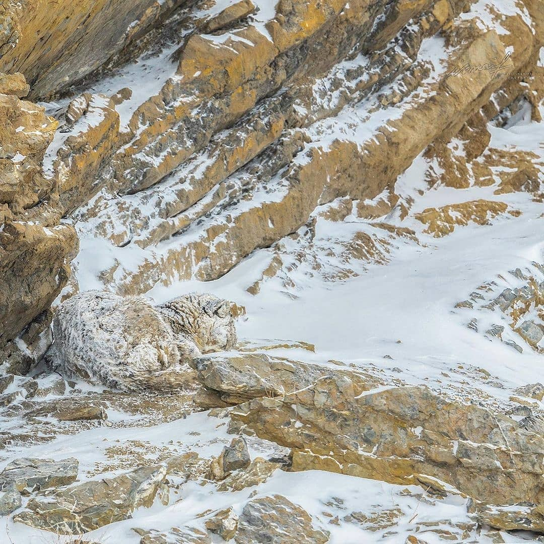跟着框框看萌宠 考验眼力的时刻到了，看看你能找到什么动物