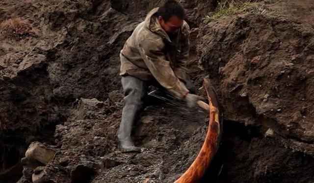 北极 北极“高烧”不断，史前生物遗骸接连出现，冰层下的病菌或将苏醒