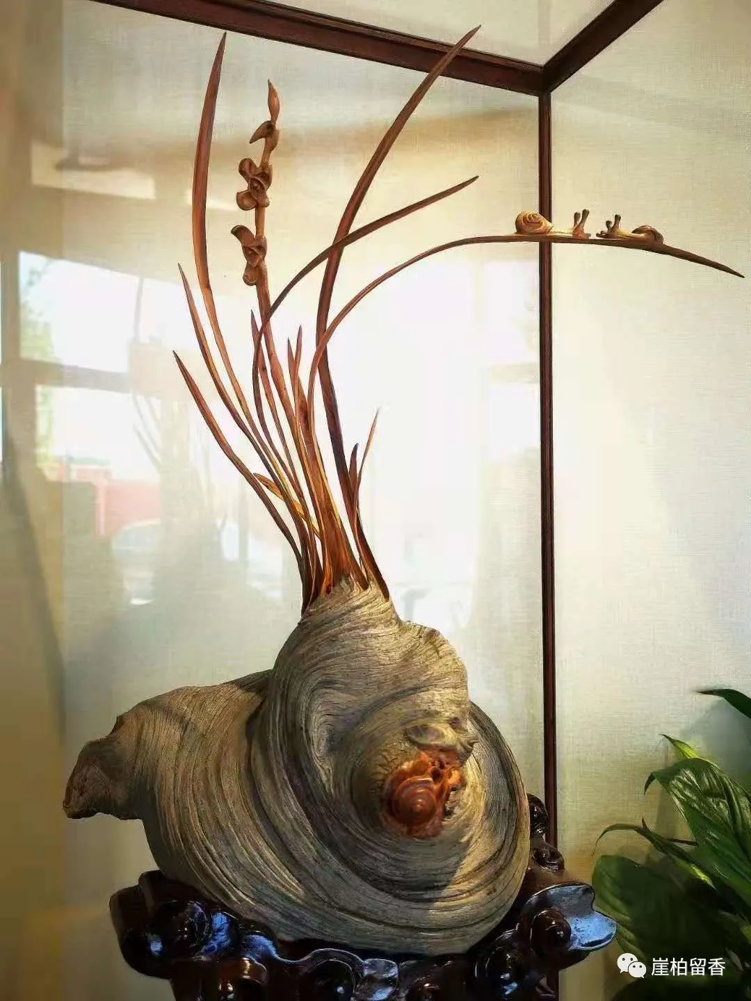 |啥样崖柏千万不能买呢？